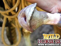 Sweet farm whore take huge horse dick in her cunt
