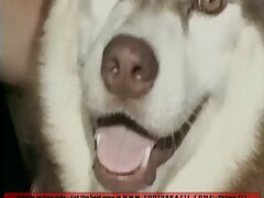 Two brazilian sluts have a sex with dog on beach