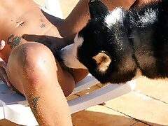 Black huge dog licking wet shaven pussy juices