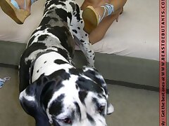 Huge dog cock fuck hot girls very wet tight pussy